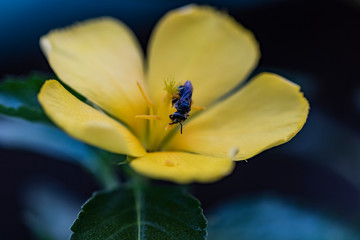 Ceratina that come and ripen on the beautiful damiana flower