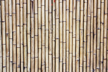 Dry bamboo trunks
