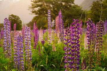 fleurs et coucher de soleil