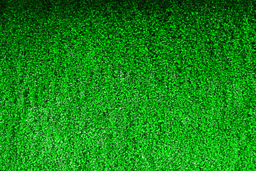 Fototapeta premium Green ivy on the wall