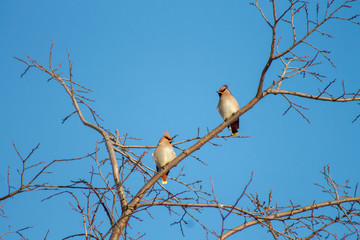 Whistler birds sit on branches on a Sunny day