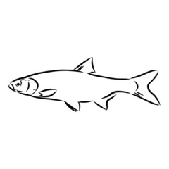  fish, vector sketch illustration