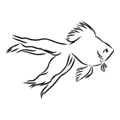 aquarium goldfish, vector sketch illustration