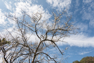 Fototapeta na wymiar white plum blossom under blue sky
