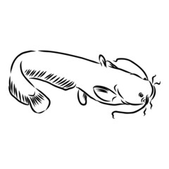 catfish, river fish, vector sketch illustration