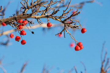 red berries on branches on a Sunny day against a blue sky