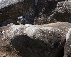 Abel tasman National Park New Zealand. Seals