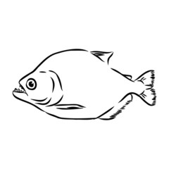 wild piranha is a predatory fish, vector illustration