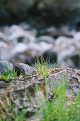 Flowing water and wet rocks in summer park