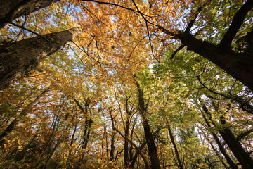 bottom view on colorful forest trees
