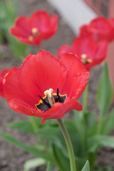 Red tulips bloomed in the garden in spring.