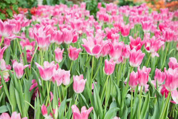 Fototapeta premium Tulip flowers in garden nature background