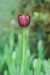 Fototapeta premium Tulip flowers in garden nature background
