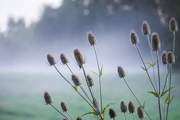 Wild teasel or dipsacus fullonum plant in evening mist on summer field.