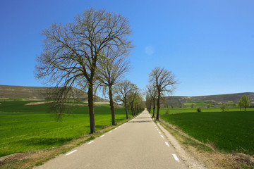 straight road between trees and green field
