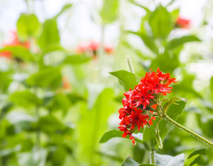 Red Lychnis flower in a summer park. 