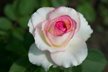 white rose with pink edges and middle  on green leaves on the back 