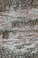Birch tree aging bark texture background, selective focus, with moss and lichen