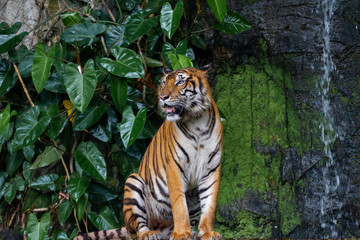 Fototapeta na wymiar The tiger show tongue in front of mini waterfall at thailand
