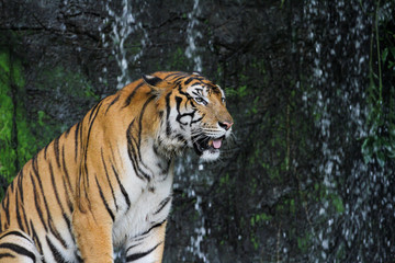 Fototapeta na wymiar Close up tiger show tongue in front of mini waterfall at thailand