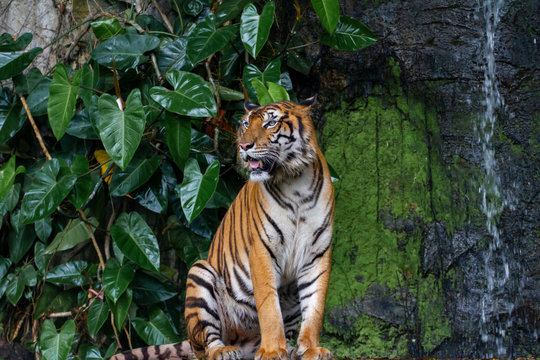 The tiger show tongue in front of mini waterfall at thailand