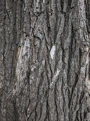 Atmospheric texture of natural wood bark