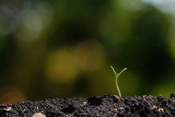 agriculture plant seeding growing step concept in garden