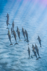 Image of Pod of dolphins swimming over sand in clear blue ocean water printed on Printed Glass Basin Splashbacks