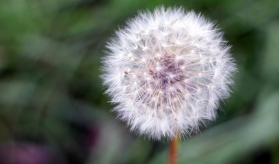 Obraz premium old dandelion in the forest