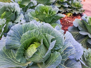head of cabbage