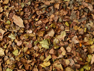 pile of brown autumn leaves