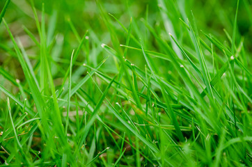 Closeup of grass strands on a field. Green Background.