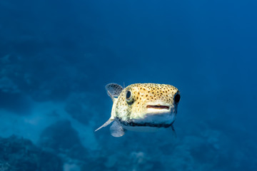 Porcupine pufferfish closeup in clear blue ocean water above reef