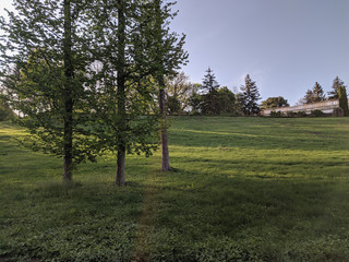 impenetrable thickets in a pine forest