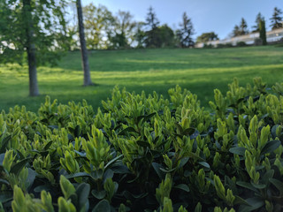 beautiful landscape in the forest