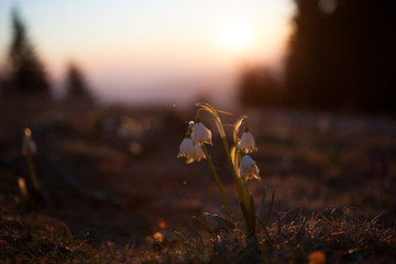 Spring snowdrops in the wilderness