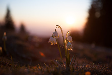Spring snowdrops in the wilderness