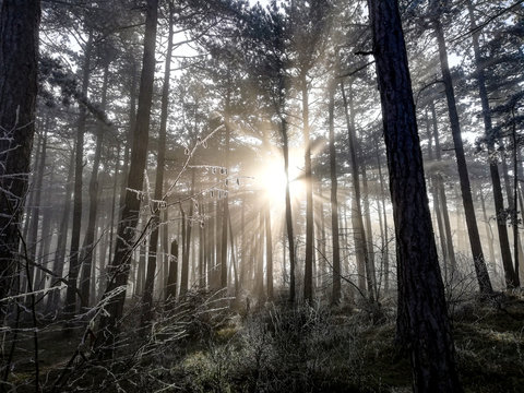 Sonnenstrahlen, Wald, Nebel