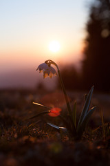 Spring snowdrops in the wilderness