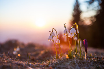 Spring snowdrops in the wilderness