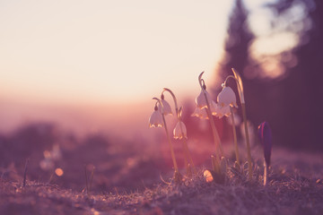 Spring snowdrops in the wilderness