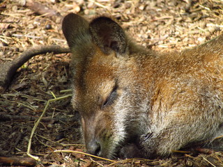 Obraz premium Detail of a sleeping kangaroo head, cute resting animal, marsupial