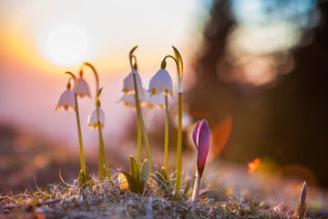 Spring snowdrops in the wilderness