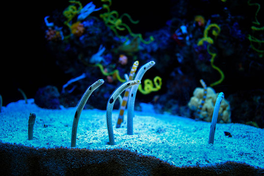 Beautiful spotted garden eels in the aquarium