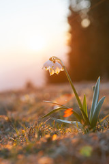 Spring snowdrops in the wilderness