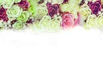 Spring roses on white background