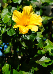 Yellow hibiscus flower in bloom