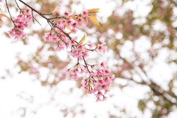 Fototapeta premium Beautiful cherry blossom or sakura in spring time over sky