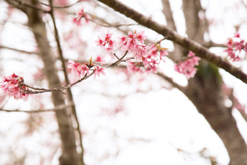 Beautiful cherry blossom or sakura in spring time over  sky
