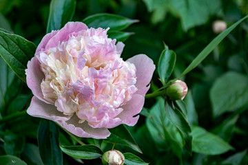 Close-up of a pale pink peony.